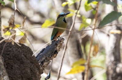 Turquoise-Browed Motmots 2024